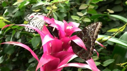 Nothing's Gonna Change My Love For You - Kaori Kobayashi - Saxophone HD 1080p