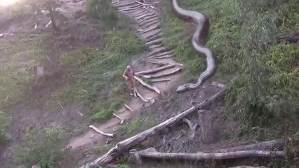 Dünyanın En Büyük Yılanı