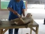 Şınav Çeken Maymun! :)