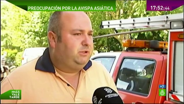 MAS VALE TARDE: Avispas en el punto de vista