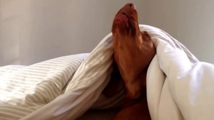 Lazy Vizsla really doesn't like mornings