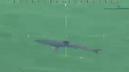 Great white shark forces Massachusetts beach evacuation