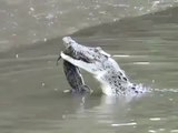 Timsah Timsahı Yerken Görüntülendi ( Views while eating crocodile, alligator )