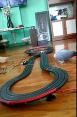 African Grey Playing With Toy Car