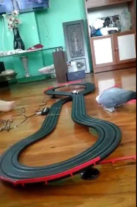African Grey Playing With Toy Car