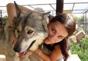 Friendly Wolves Enjoy Cuddles With Centre Volunteer