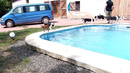 Mafalda's Border Collie -Visita de Pam-2ª parte.