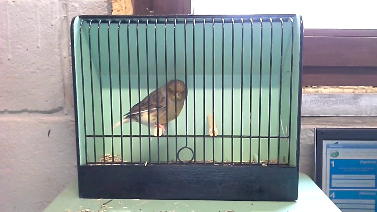 jeune 2014 consort male 3/4 vert à vert