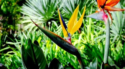 Bitkilerin Krallığı: 1- Islak Kuşakta Yaşam