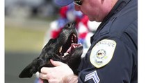 Panama City Beach K-9 Fatally Struck By Lightning