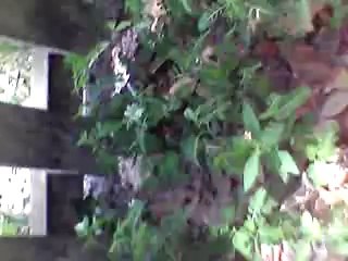 Military Helicopters in a small Town