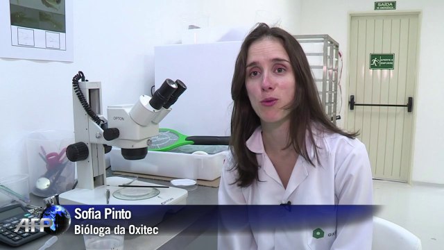 Fábrica produz mosquitos para combater dengue