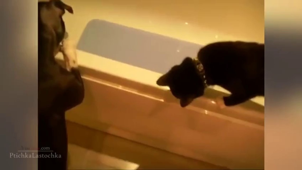 Funny Cats In Water Compilation 2014