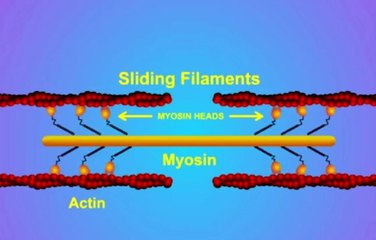 Understanding Anatomy & Physiology: Key Concepts & Resources 🧬