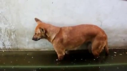 Ayakkat Uyuyan Köpek Yere Yapıştı