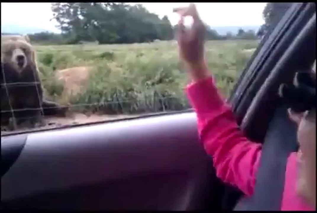 Ayı Selam Veriyor Çok İlginç