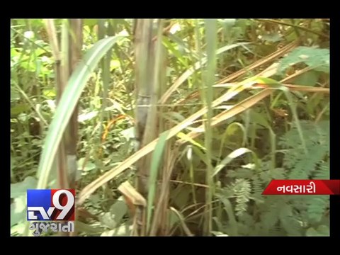 Navsari Monsoon enters crucial phase due to rain deficit, Sugarcane & Rice affected severely - Tv9