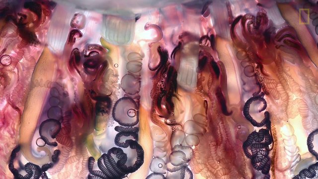 Des méduse de très très près! Close up sur les Physalia physalis