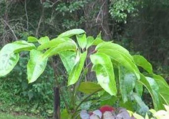 Hummingbird Takes Bath in Plant