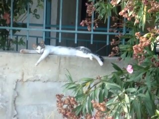 Lazy cat sleeps like a man!!!