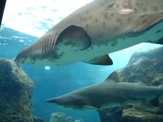 Dangerous Shark poses for photo