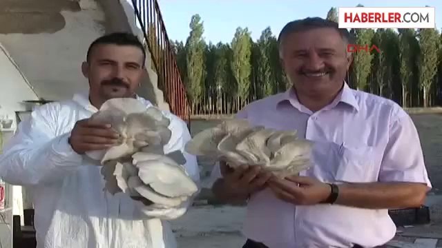 Bozkırda İstiridye Mantarı Üretiliyor