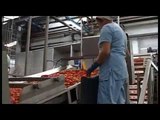 Campania - Salvare la filiera del pomodoro San Marzano (26.08.14)