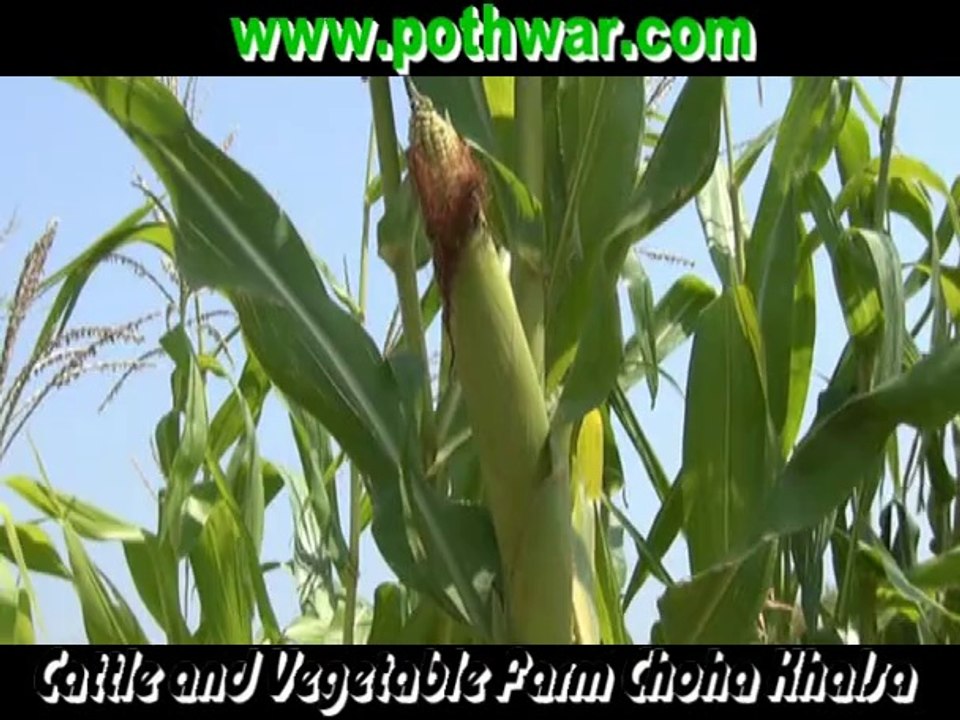 choa khalsa
