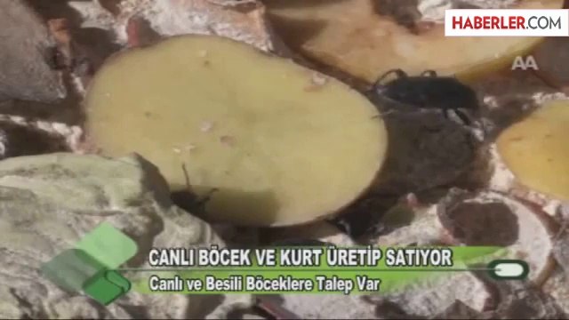 Ürettiği Çekirge, Hamam Böceği ve Un Kurdu Çok Satılıyor