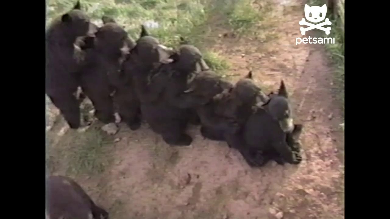 Bear cubs make love train -