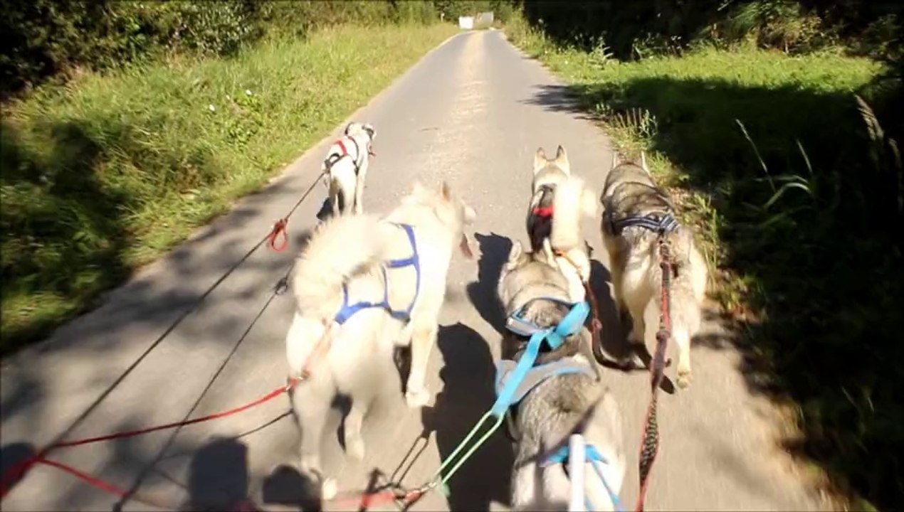 Cani-vtt Cani-trotinette