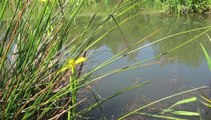 Plateau picard : la butte de Coivrel, paradis des libellules et des grenouilles