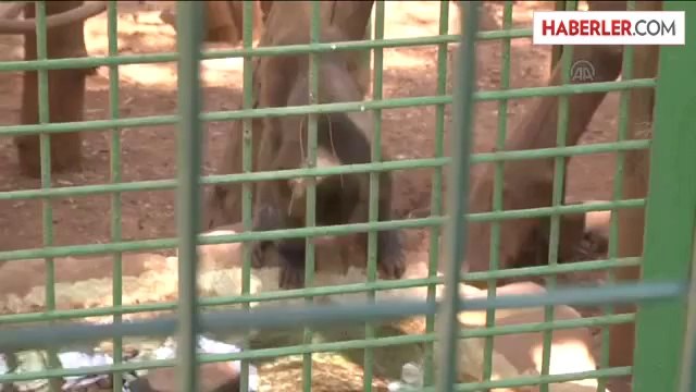 Hayvanat Bahçesinde Nüfus Artıyor