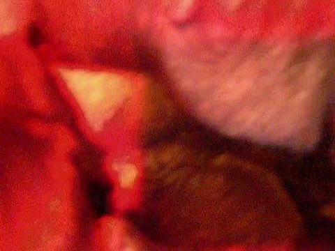 Les chiots de Inside et Lady ont 4 jours !