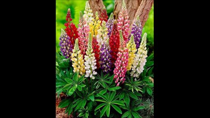 ° Fleurs cachées °