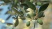 Bacteria slowly killing Italy's olive trees