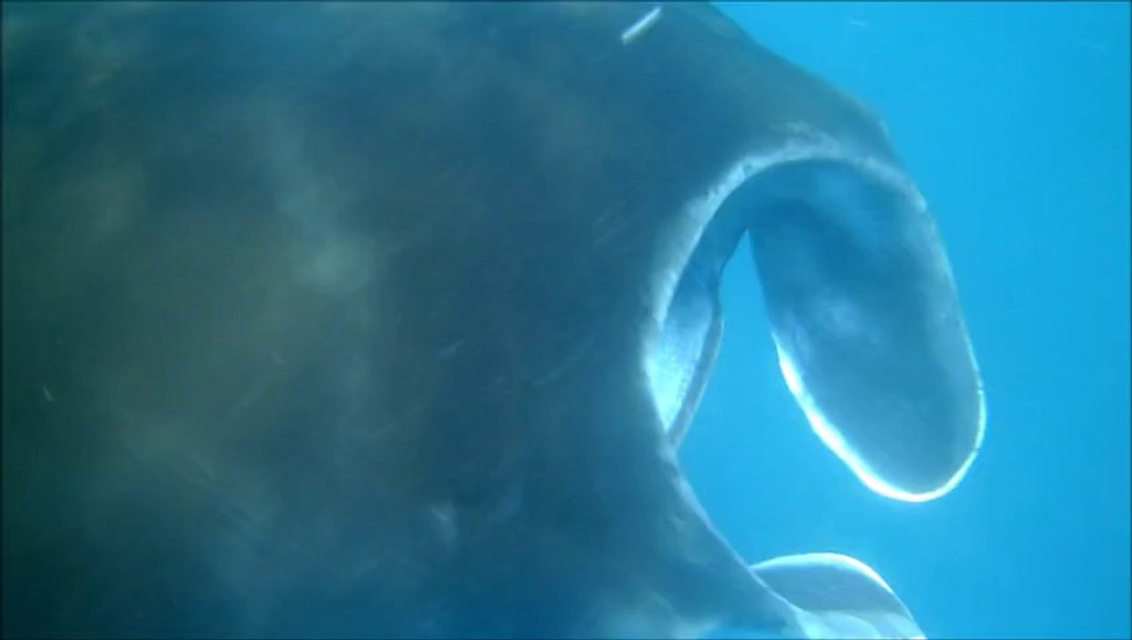 ballet des mantas ,bali