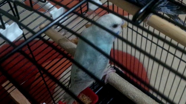 Muhabbet Kuşum Solunum Yolu Hastalığınamı Yakalandı?