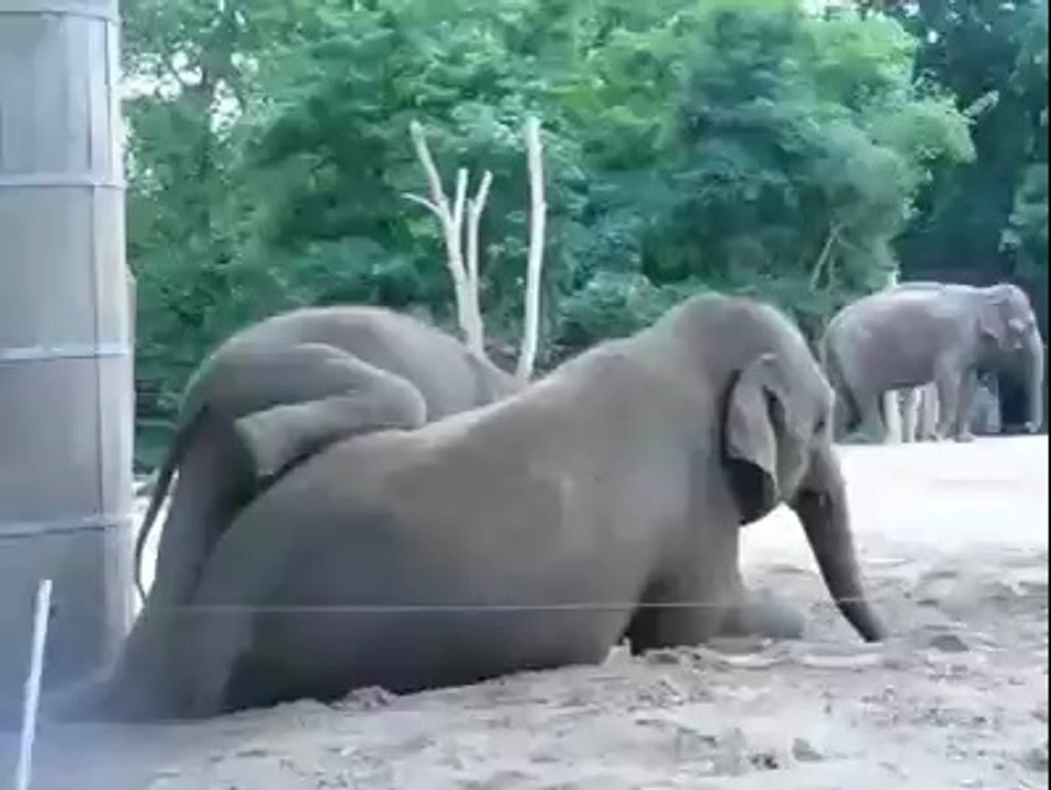 Mother elephant wants a nap
