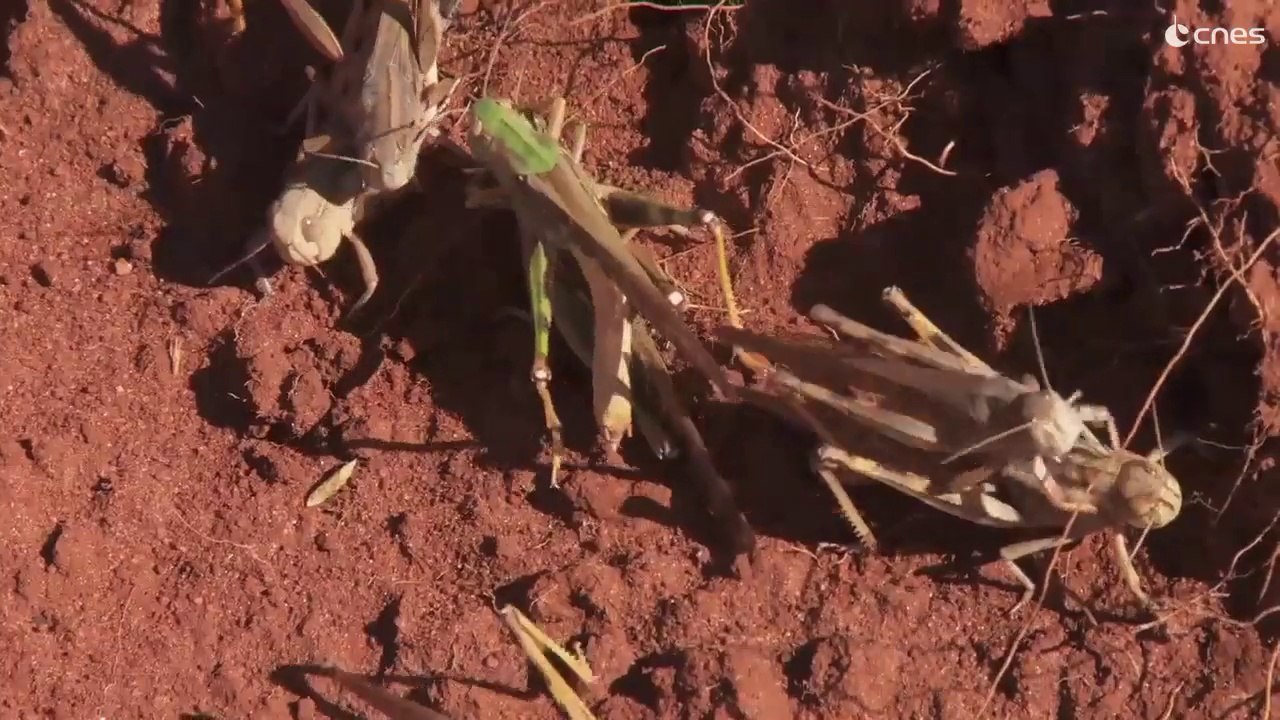 Criquet pèlerin : les satellites au service de la sécurité alimentaire