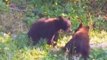 Bear Cub Confrontation on US Mountain