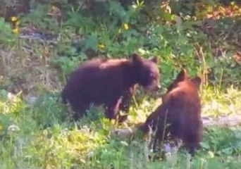 Bear Cub Confrontation on US Mountain