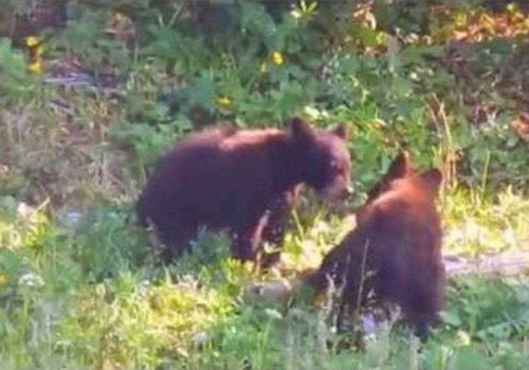 Bear Cub Confrontation on US Mountain