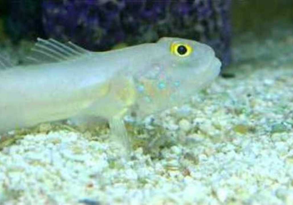 Sand Sifting Goby Shows Off His Food Filter video Dailymotion