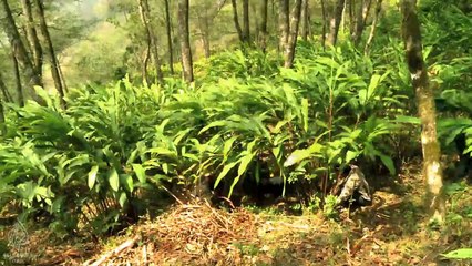 Yeniden Yeryüzü: Nepal Ormanlarının Geleceği