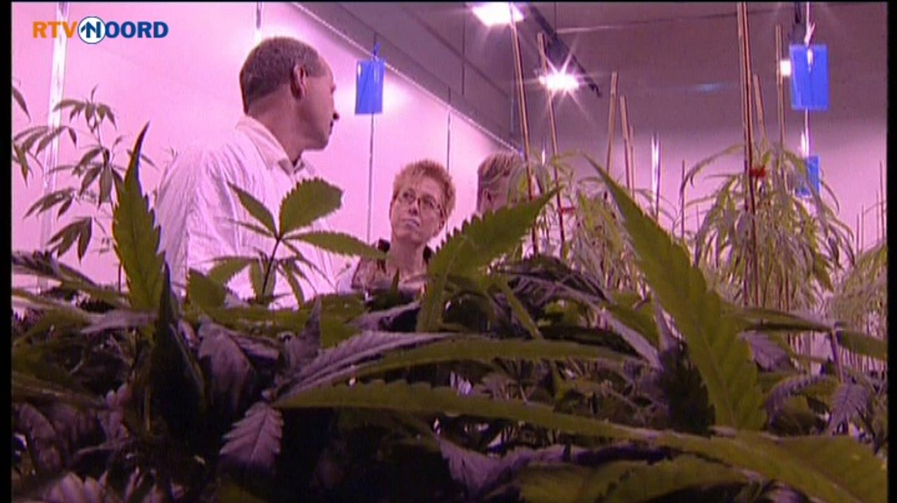Medische Marihuana van Veendammer bedrijf slaat aan in Canada - RTV Noord