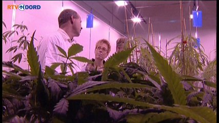 Medische Marihuana van Veendammer bedrijf slaat aan in Canada - RTV Noord