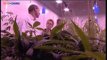 Medische Marihuana van Veendammer bedrijf slaat aan in Canada - RTV Noord