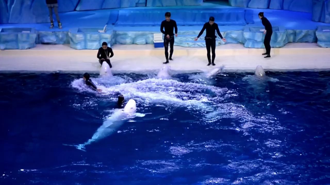 Weltgrößtes Aquarium auf Insel in China