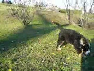 Montage chiot2 de MArc notre ami Belge